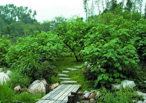 代写投标书:环保绿化工程标书代做